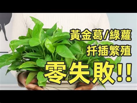 黃金葛禁忌|黃金葛禁忌：你不可不知的植物擺設法則 – 植物盆栽綠寶典